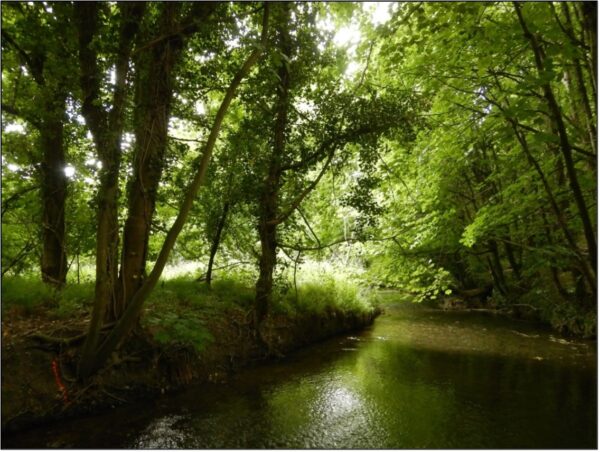 Photograph of the river site, a river bend surrounded by lush greenery.